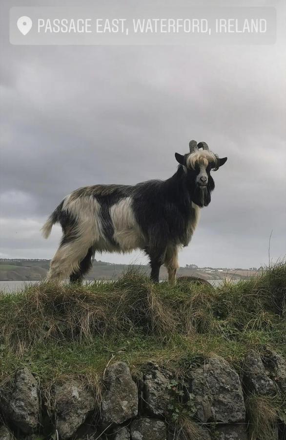 Ballyhack By The Sea Arthurstown Eksteriør bilde